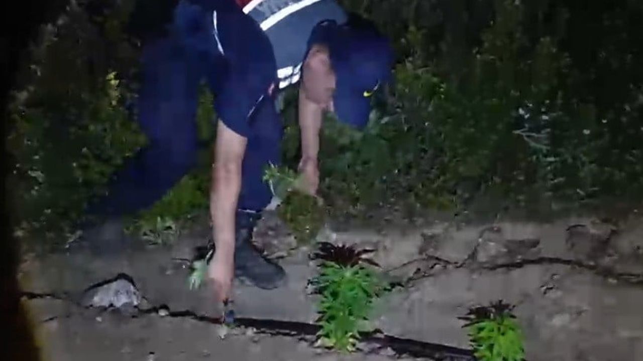 Mersin’de ormanlık alana ekilen bin 500 kök kenevir ele geçirildi