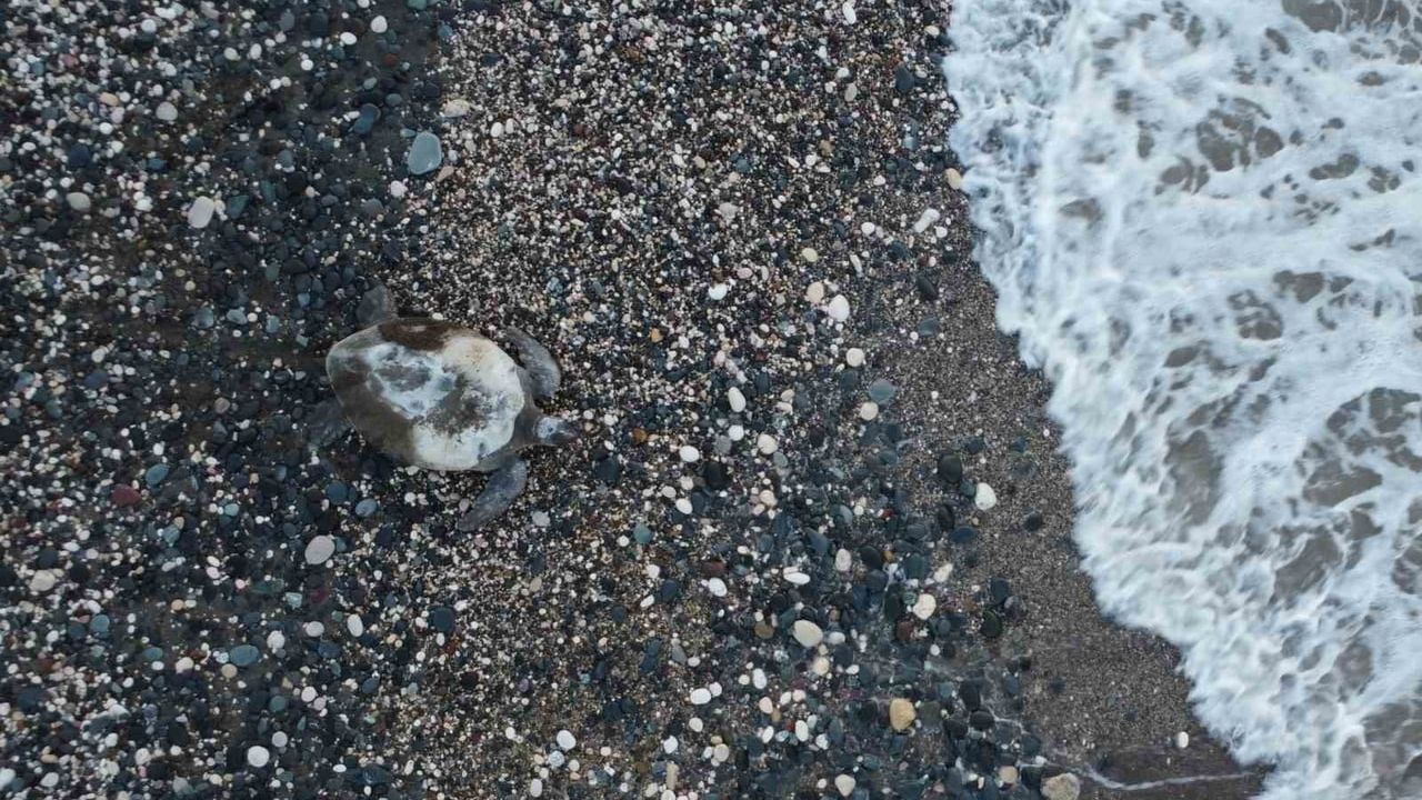 Mersin'de yuvalama alanları temizlendi; caretta caretta ve Chelonia mydas anaçları yumurtalarını bırakmaya başladı