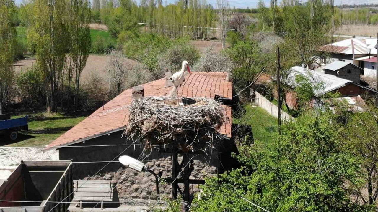 Mertekli köyünde 23 yıldır aynı direkte yaşayan leylek ailesi