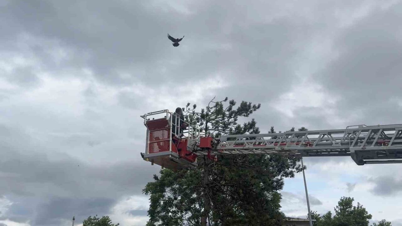 Mudanya'da ağaca takılan karga kurtarılırken diğer kargalar kuşatma yaptı
