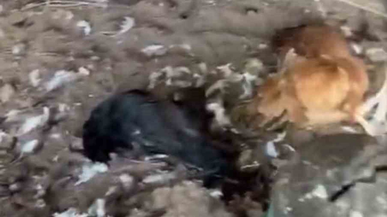 Mudanya'da sokak köpeklerinin saldırısı: Kümes zarar gördü, yaklaşık 30 tavuk telef oldu
