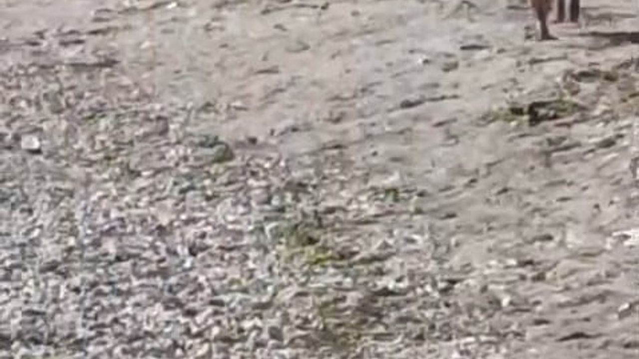 Mudanya sahilinde yaban domuzu cep telefonu kamerasına yansıdı
