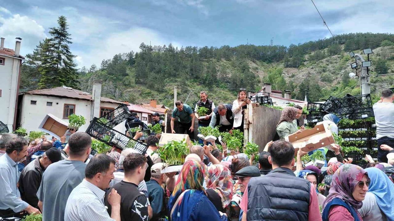 Mudurnu’da ücretsiz fide dağıtımı: 126 bin fide kısa sürede tükendi