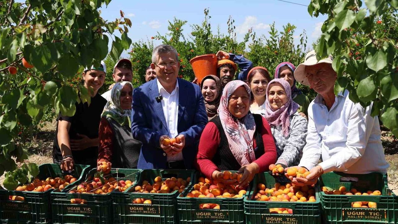 Muhammet Subaşıoğlu Denizli'de Kiraz ve Kayısı Hasadına Katıldı, Üreticilerle Sahada Buluştu