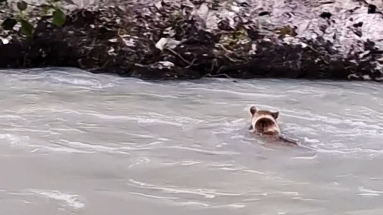 Munzur Nehri'ni geçen ayının mücadele anları kamerada