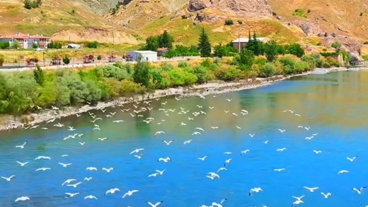 Murat Nehri'nde martıların görsel şöleni dronla görüntülendi