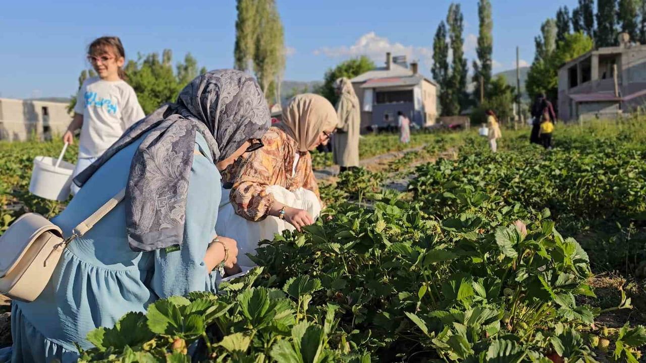 Muş Hasköy'de 'Dalından topla' Çilek Uygulaması: Üretici ve Tüketici Kazanıyor