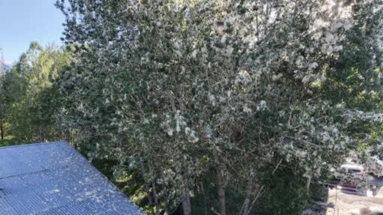 Muş merkezinde kavak polenleri iş yerlerine doluyor, esnaf zor durumda