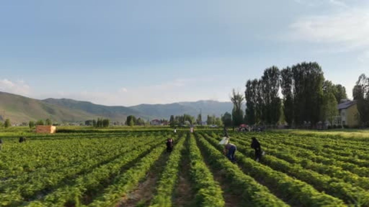 Muş’ta üretici çilek tarlasını halka açtı: Dalından toplayıp tatma imkânı