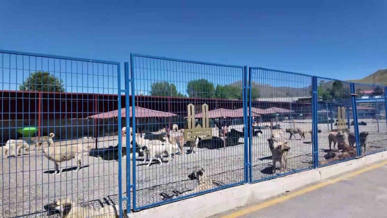 Mustafa Çiftçi'nin Erzurum Modeli: Başıboş Sokak Köpekleri Sıfırlandı, Türkiye'ye Örnek