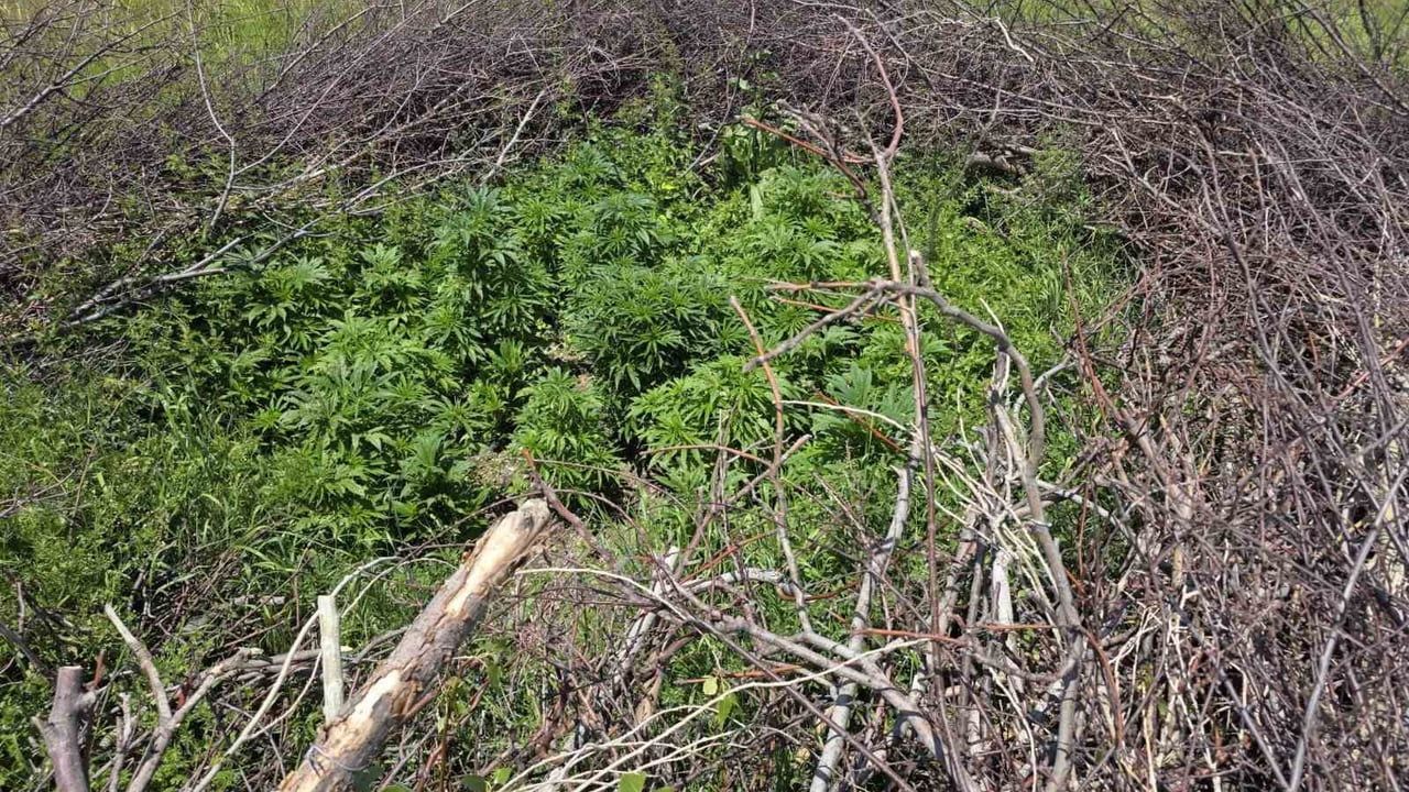 Niğde'de tarlada ve evde arama: 615 gram esrar ve 29 kök kenevir ele geçirildi