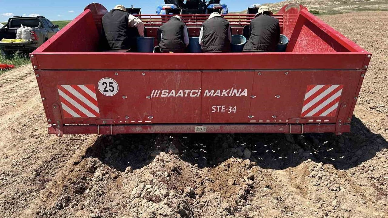 Niğde Enstitüsü, Niğşah ve Saruhan'ın süper elit mini yumru dikimlerini tamamladı
