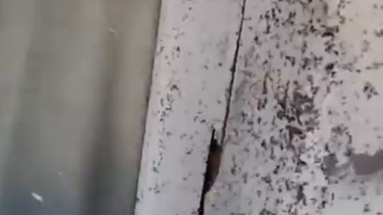 Oğuzeli kırsalında sinek istilası