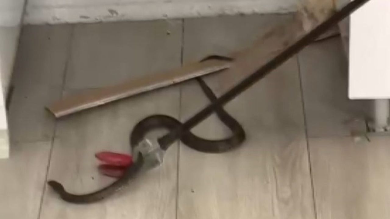 Oğuzeli'nde eve giren yılan itfaiye ekiplerince yakalanıp doğaya bırakıldı