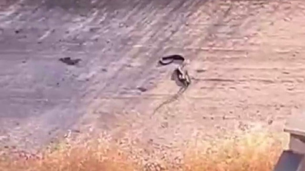 Oğuzeli'nde yerleşim yerlerinde yılanlar tedirginlik yarattı