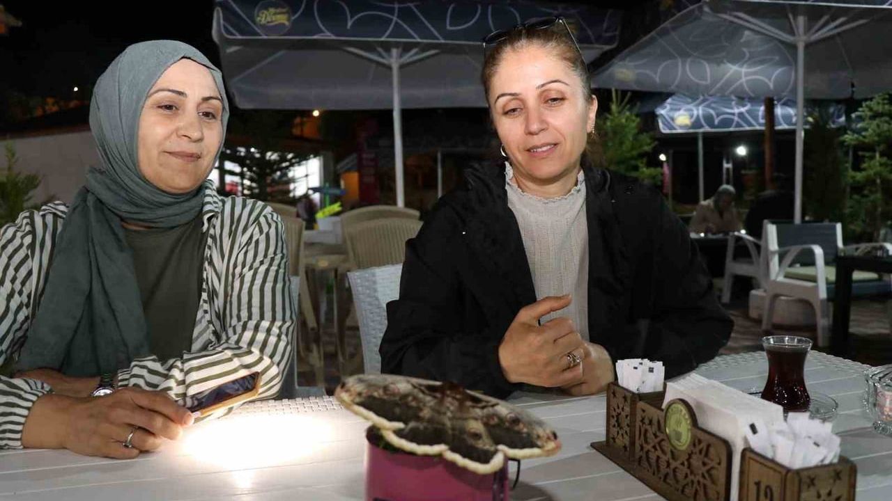 Oltu'da 'baykuş kelebeği' büyük boyutuyla ilgi çekti