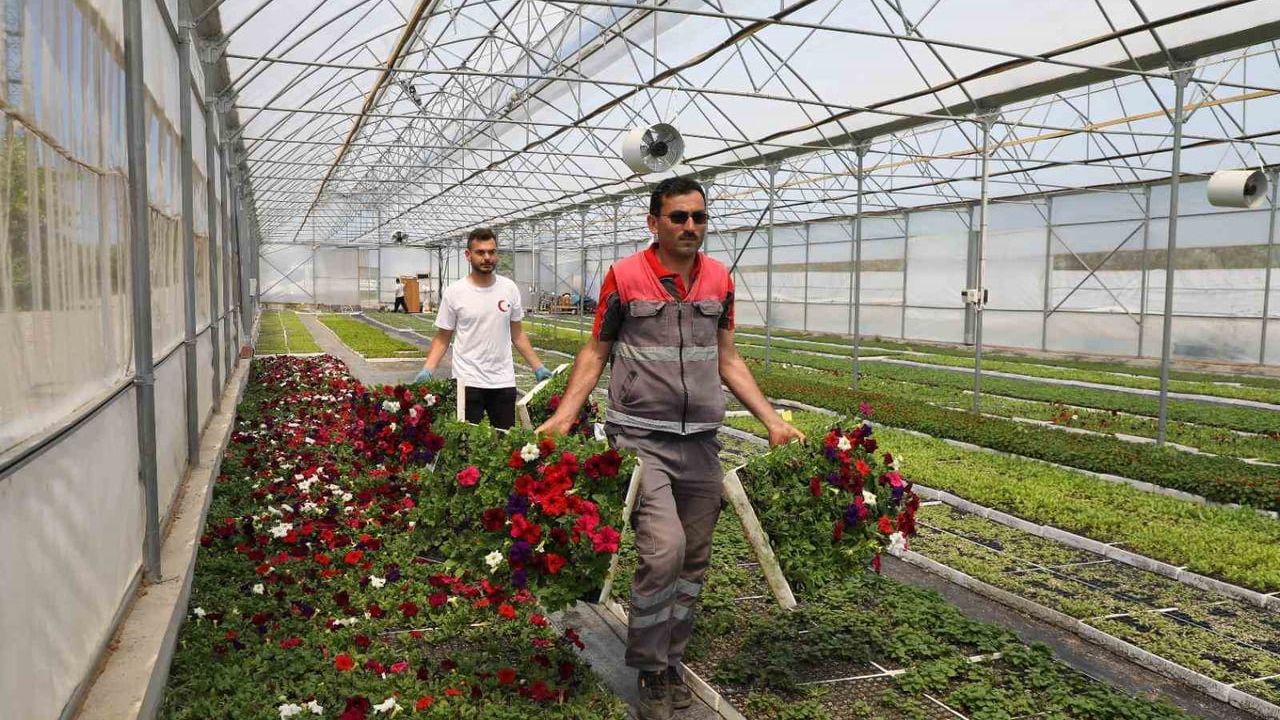 Ordu Büyükşehir, Kendi Seralarında 1,2 Milyon Çiçek Üreterek Kenti Renklendiriyor
