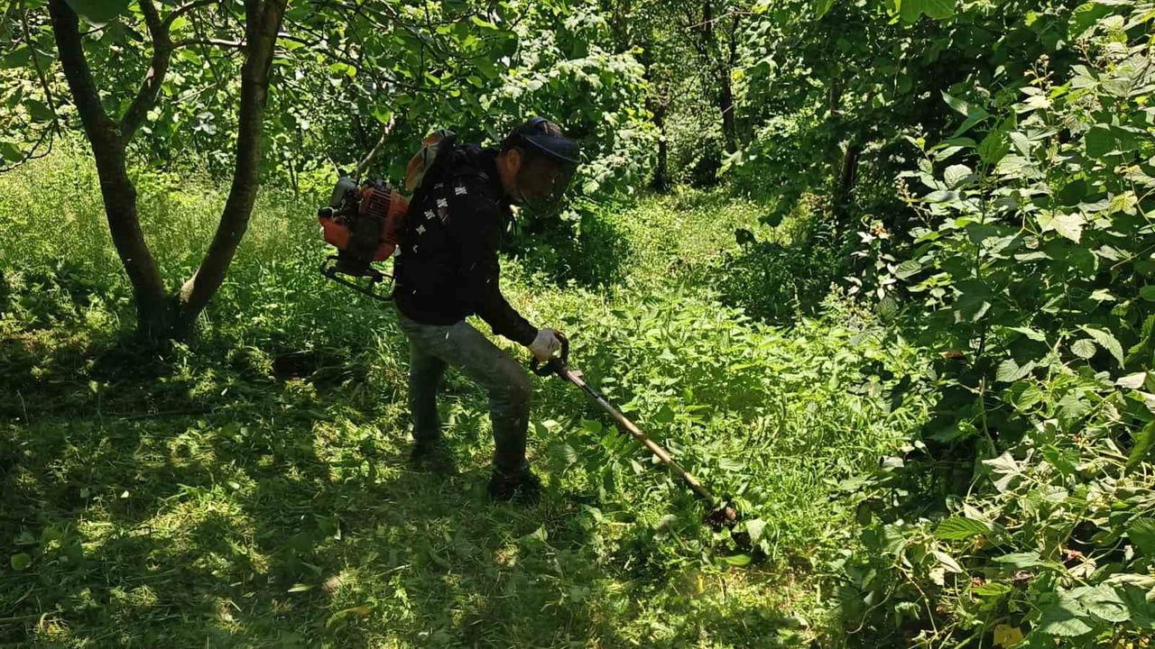Ordu'da fındık bahçelerinde hasat öncesi yabani ot temizliği başladı