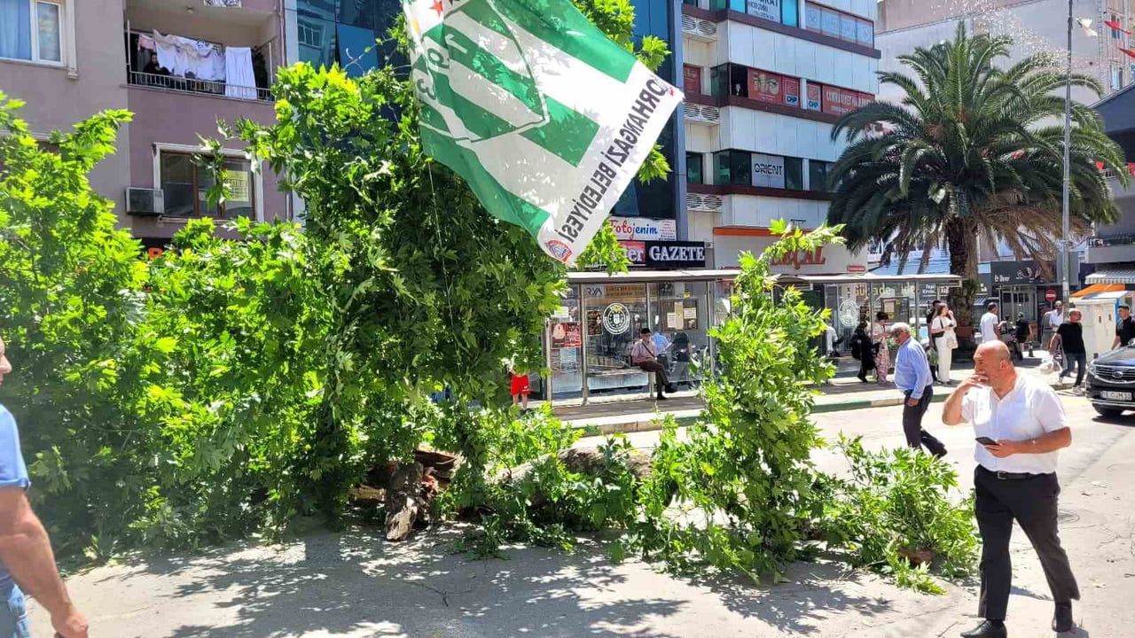 Orhangazi'de asırlık çınar kökünden koparak Yalova Caddesi'ni trafiğe kapattı