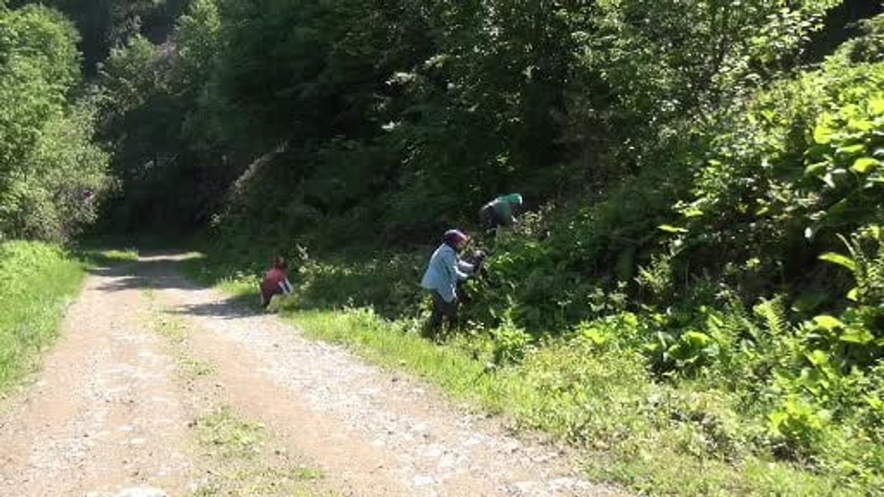 Ormanların gizli hazinesi: kaldirik otu toplama mesaisi başladı