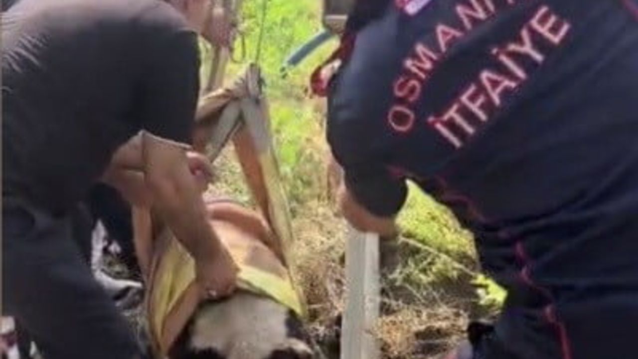 Osmaniye'de 4 metrelik kuyuda mahsur kalan buzağı itfaiye tarafından kurtarıldı