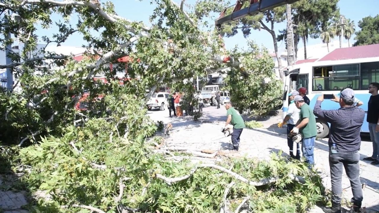 Osmaniye’de çınar ağacı halk otobüsünün üzerine devrildi