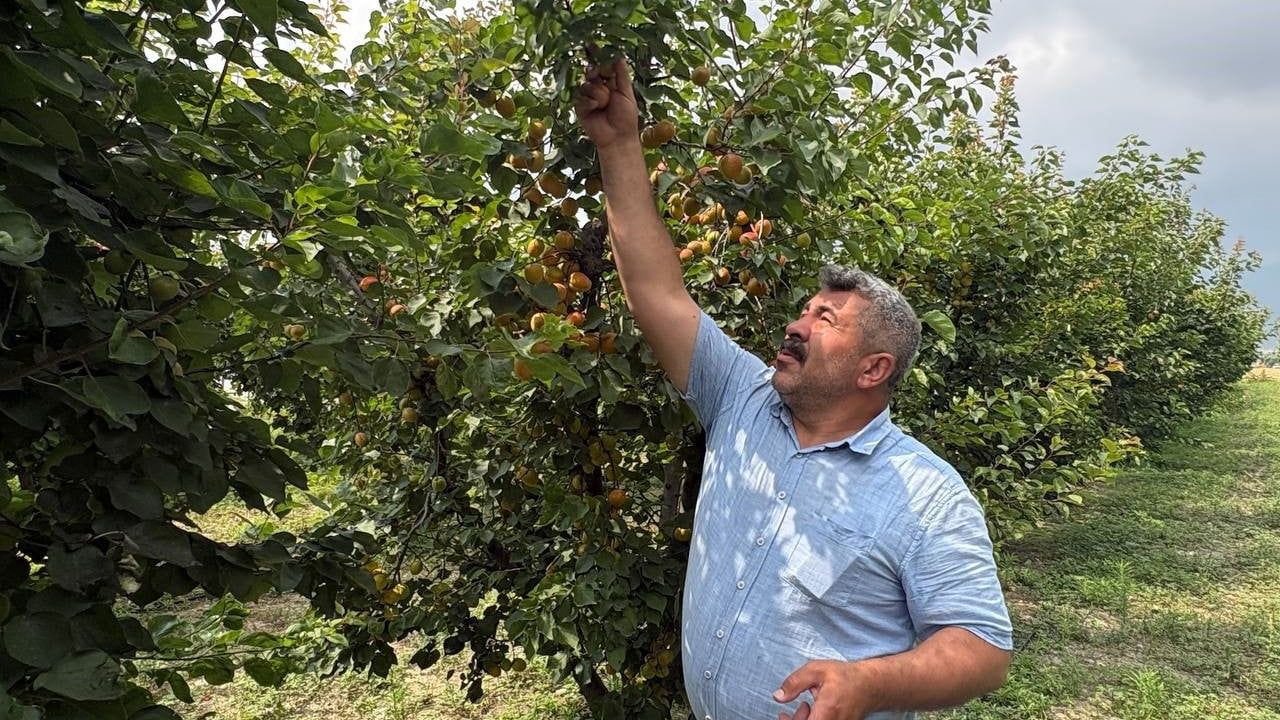 Osmaniye Düziçi'nde Orange Ruby kayısından 6 yıldır düzenli verim