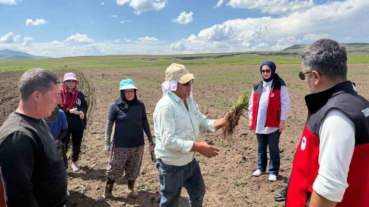 Patnos'ta ada çayı üretimi başladı: Yürekveren'de 30 dönümlük girişim