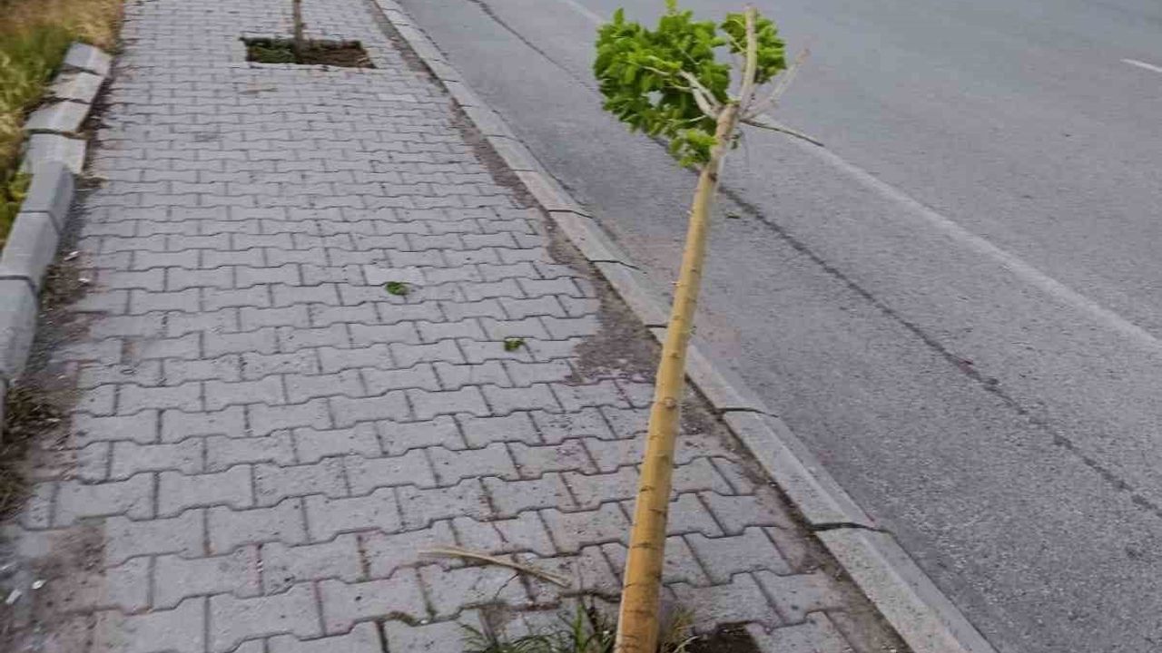 Patnos'ta yeni dikilen 15 ağaca zarar verildi