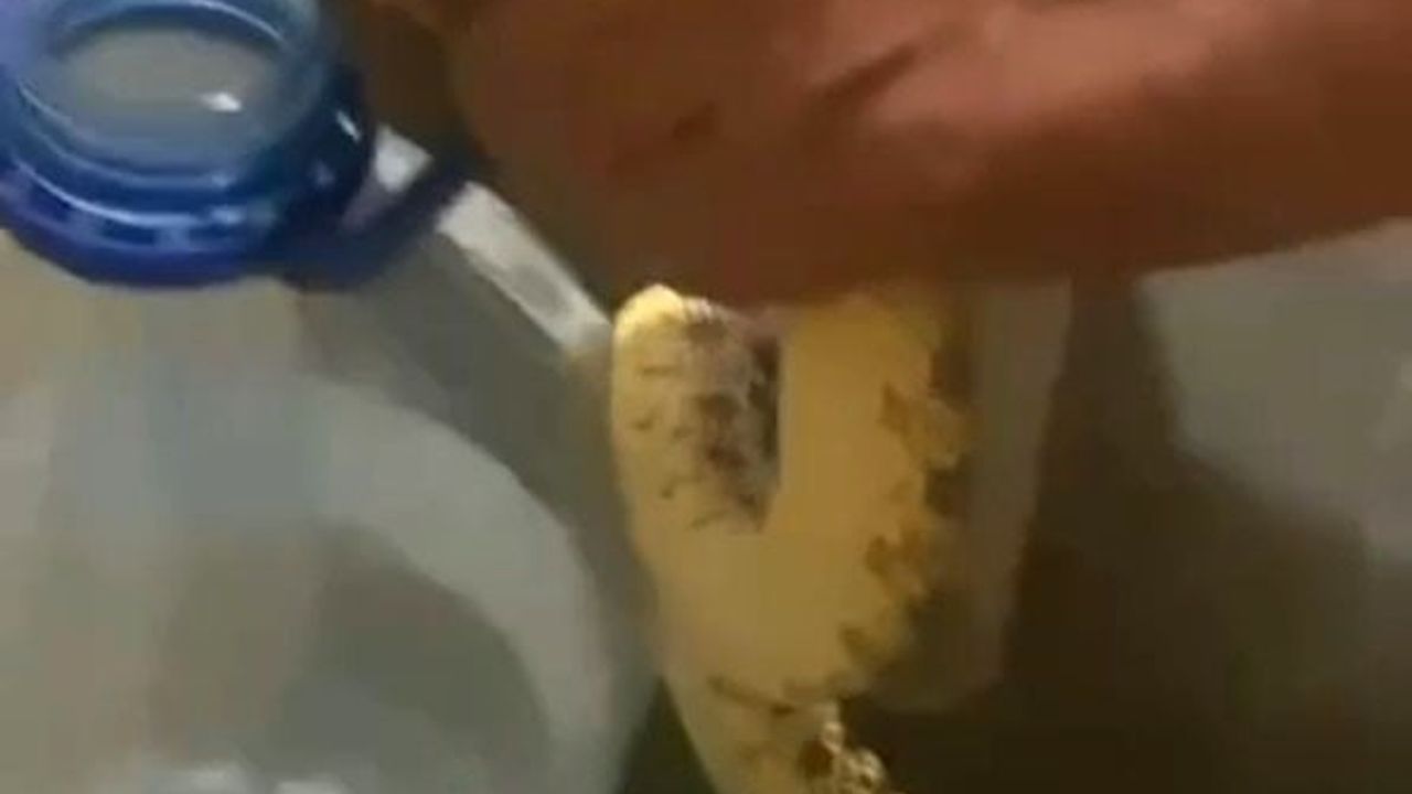 Polatlı’da yerleşim yerine inen yılanlar vatandaşları tedirgin etti