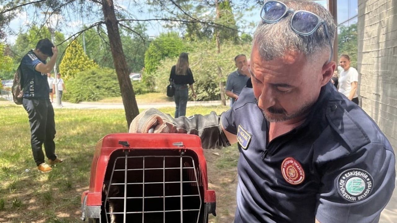 Poliklinik dış cephesine sıkışan sansar kurtarıldı