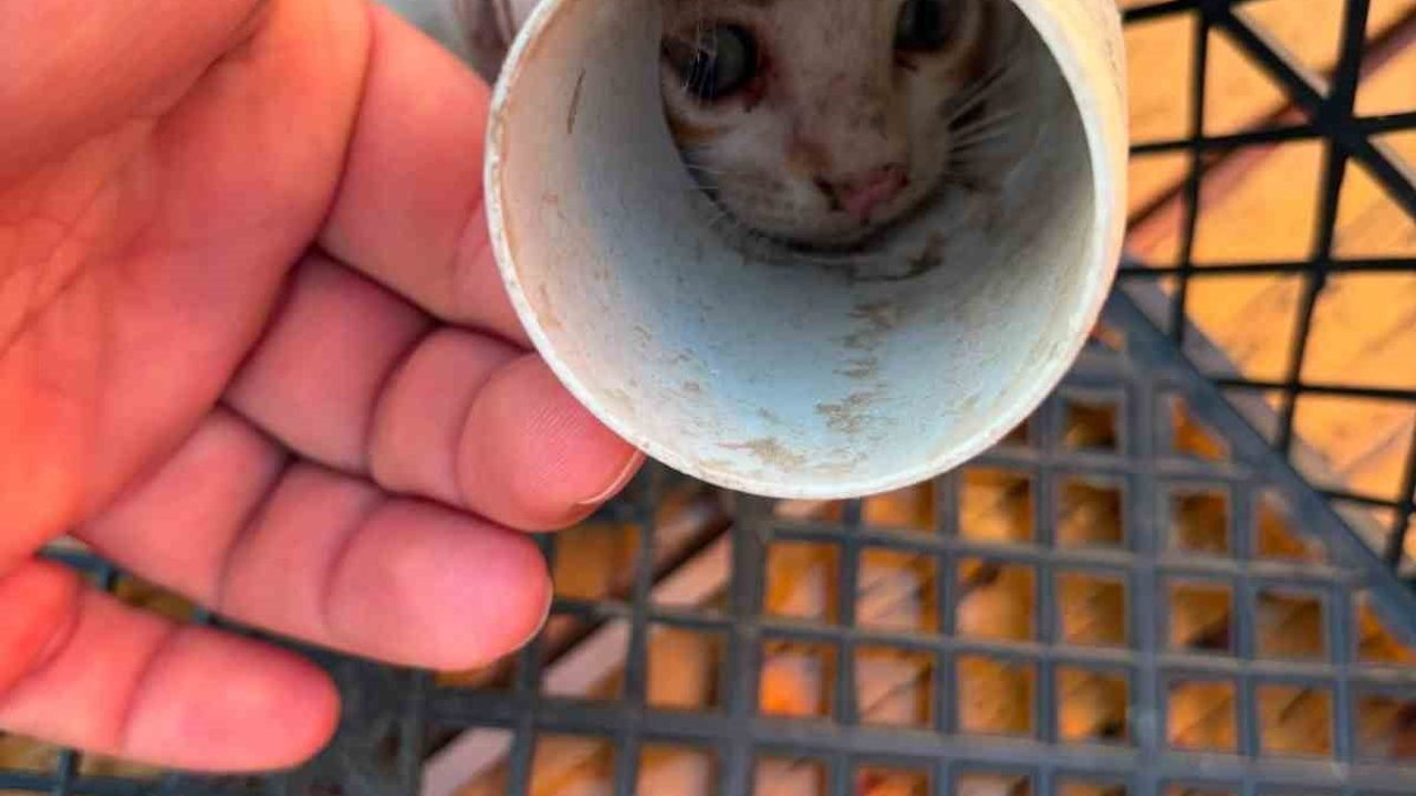 Pvc borusuna sıkışan yavru kedi itfaiye ekiplerince kurtarıldı