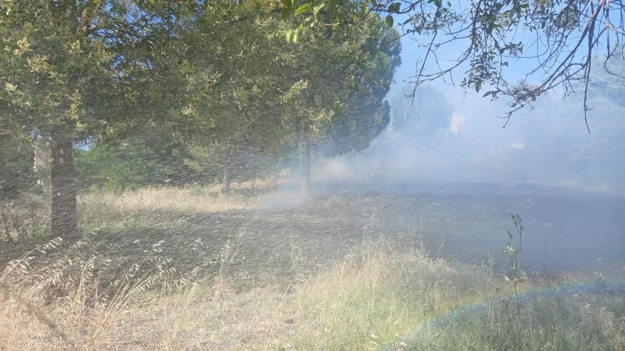 Reyhanlı'da zeytinlikte yangın söndürüldü