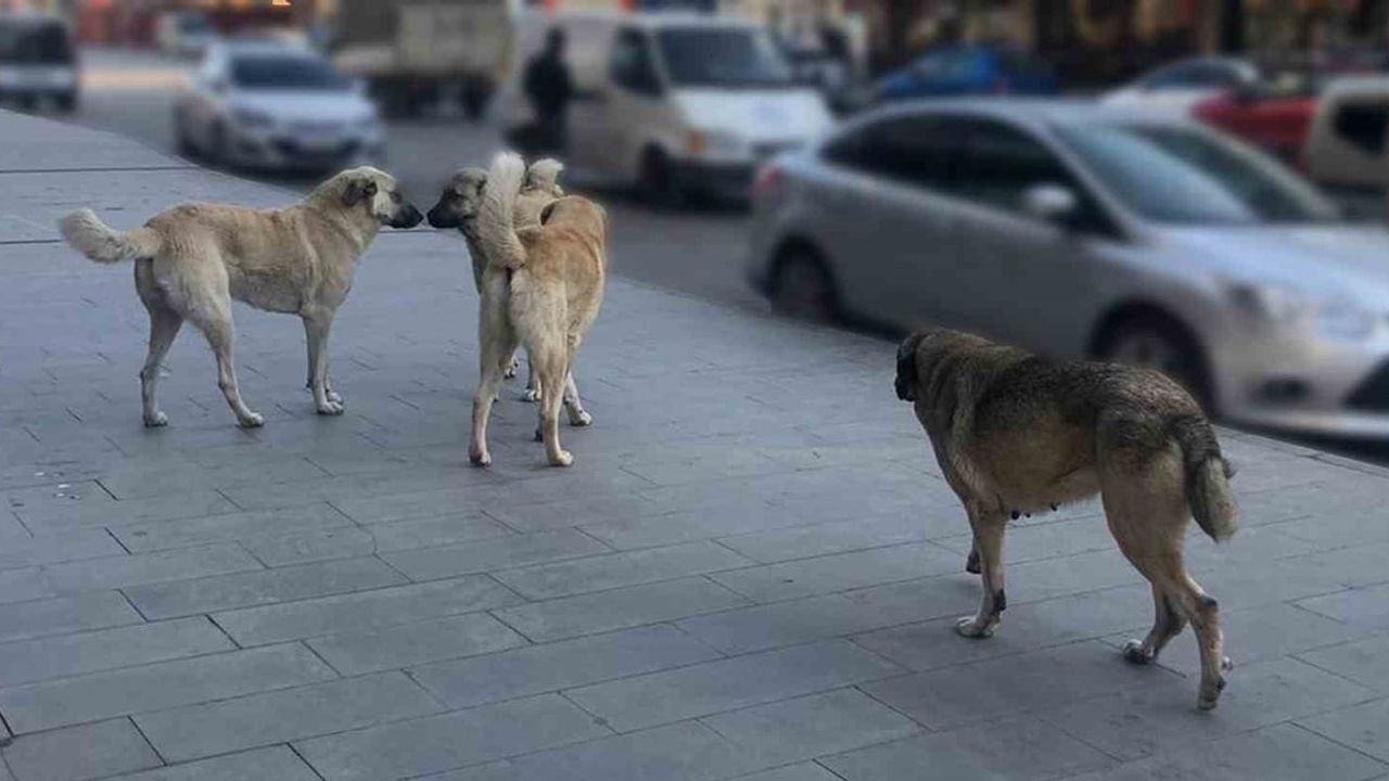 Sahipsiz köpeklerin tamamı yıl sonuna kadar barınaklara alınacak