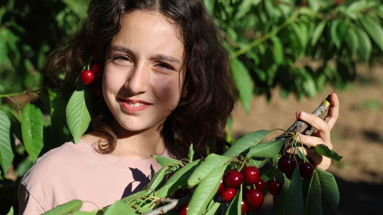 Saimbeyli’de dalbastı kirazında hasat bereketli başladı