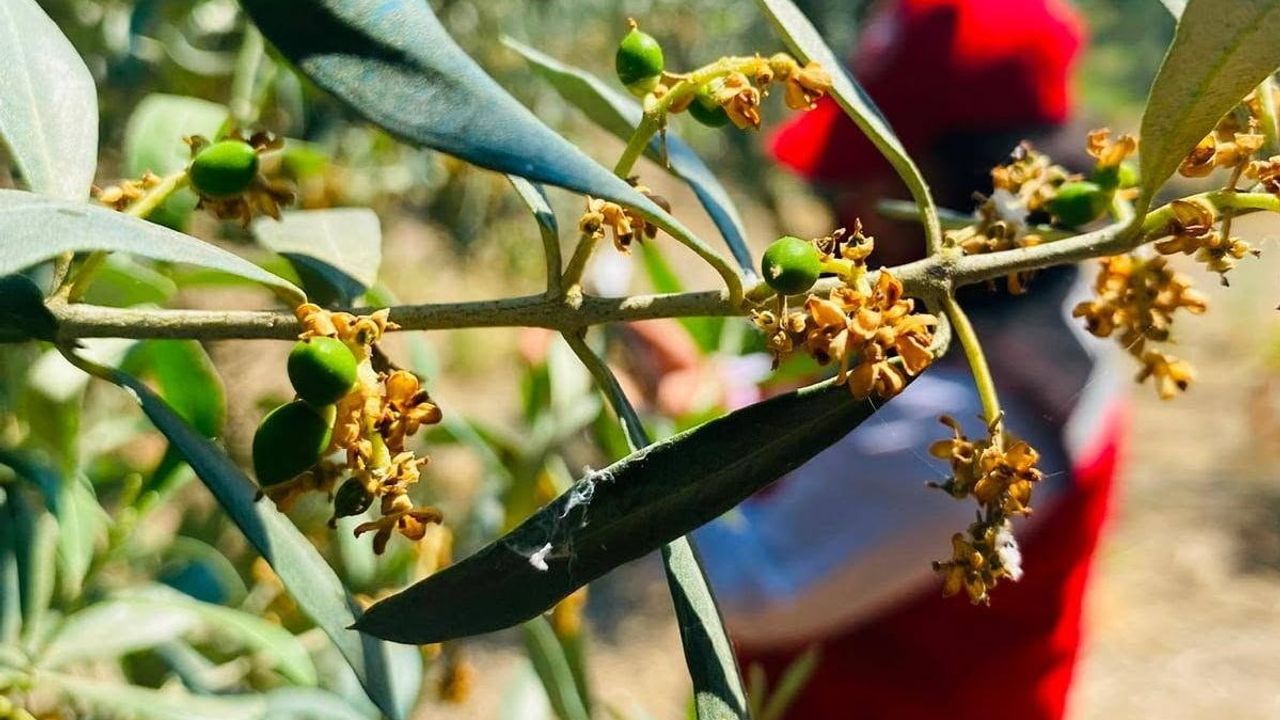 Salihli'de zeytin güvesi uyarısı: üreticilere ilaçlama çağrısı