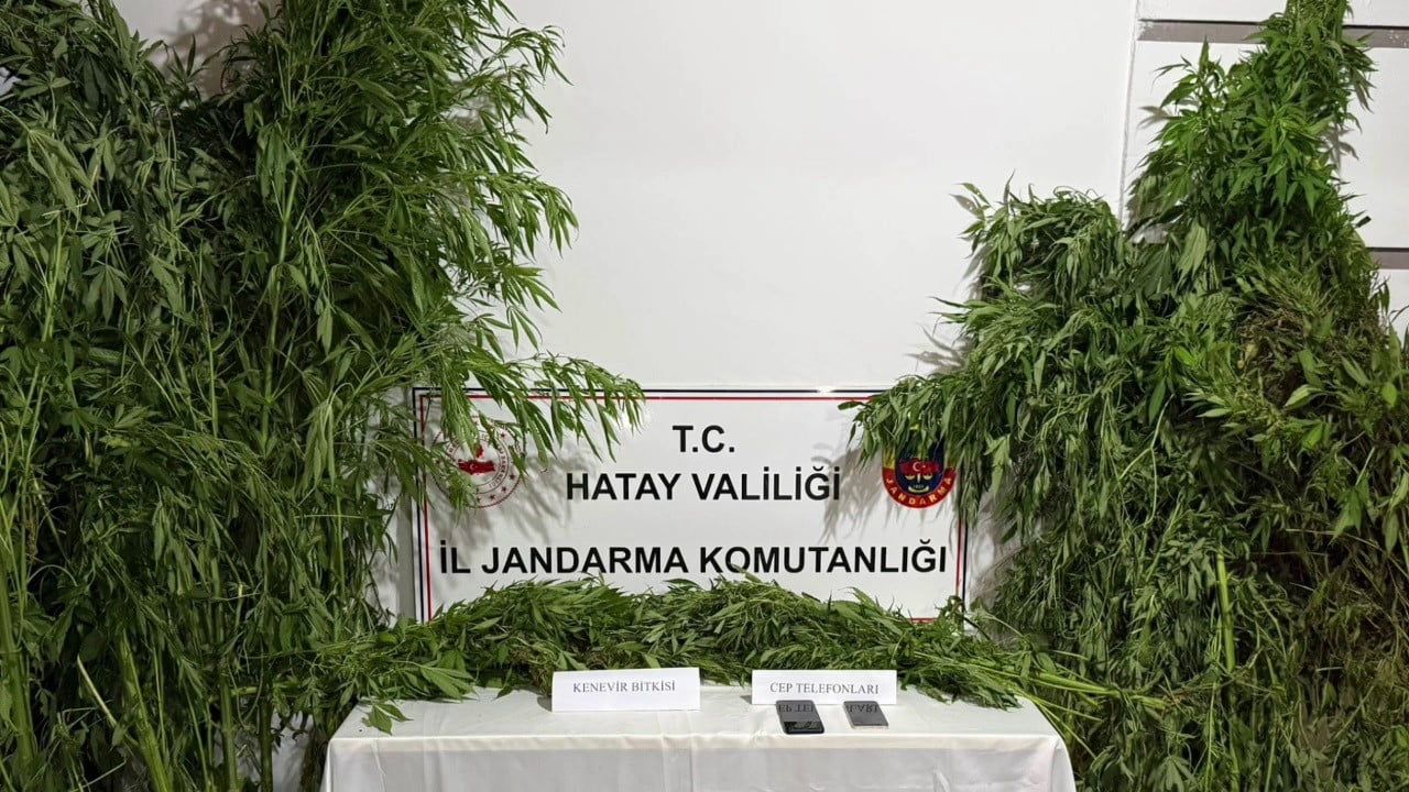Samandağ'da jandarmadan serada kenevir operasyonu