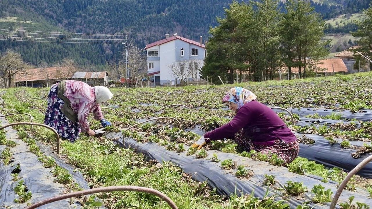 Samsun Büyükşehir Belediyesi üç yılda 14 bin 358 üreticiye tarımsal destek sağladı