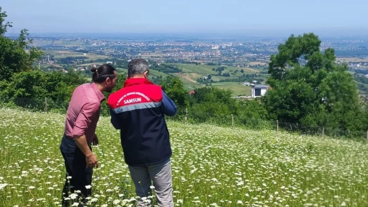 Samsun'da salep üretim alanlarında denetim: 165 üretici ve yaklaşık 55 ton üretim
