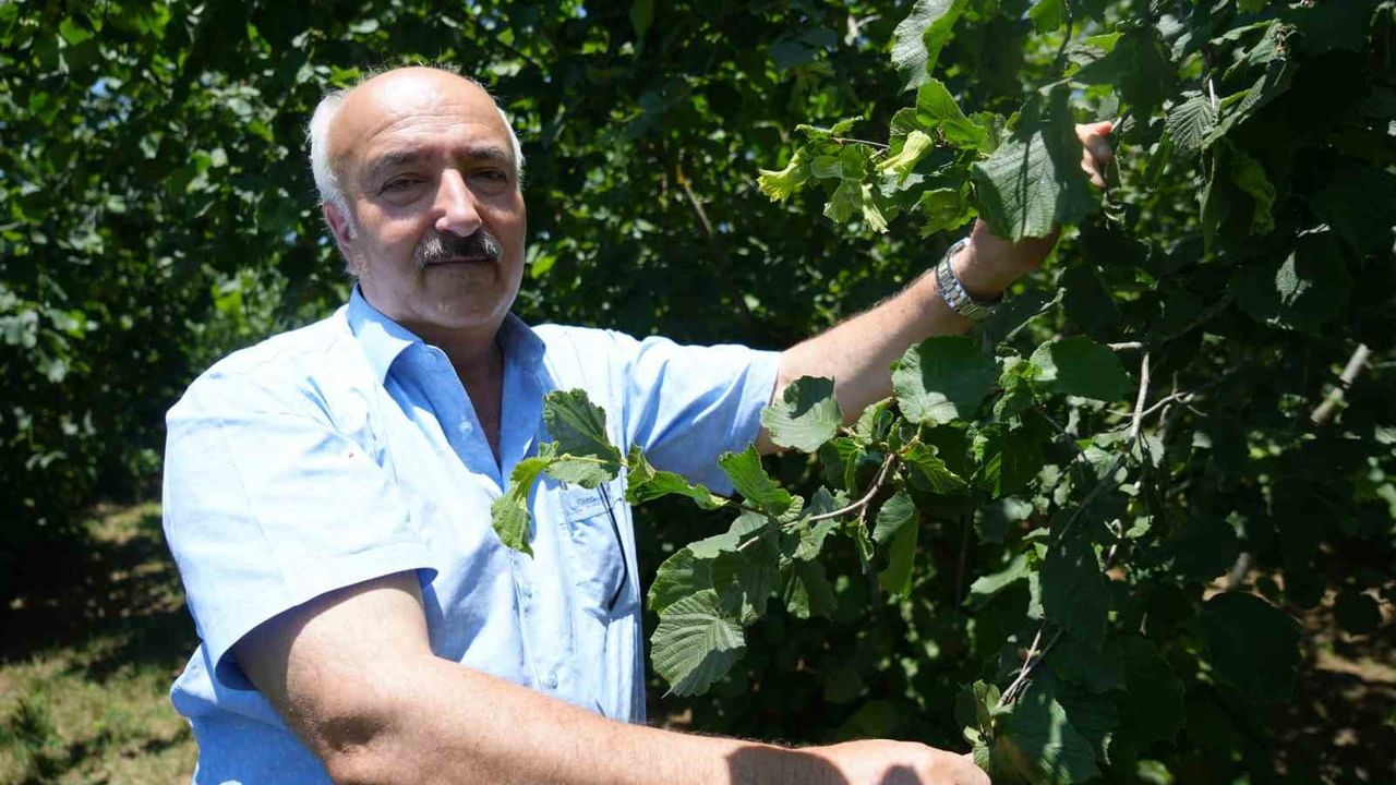 Samsun’un fındık hedefi bu yıl da birincilik