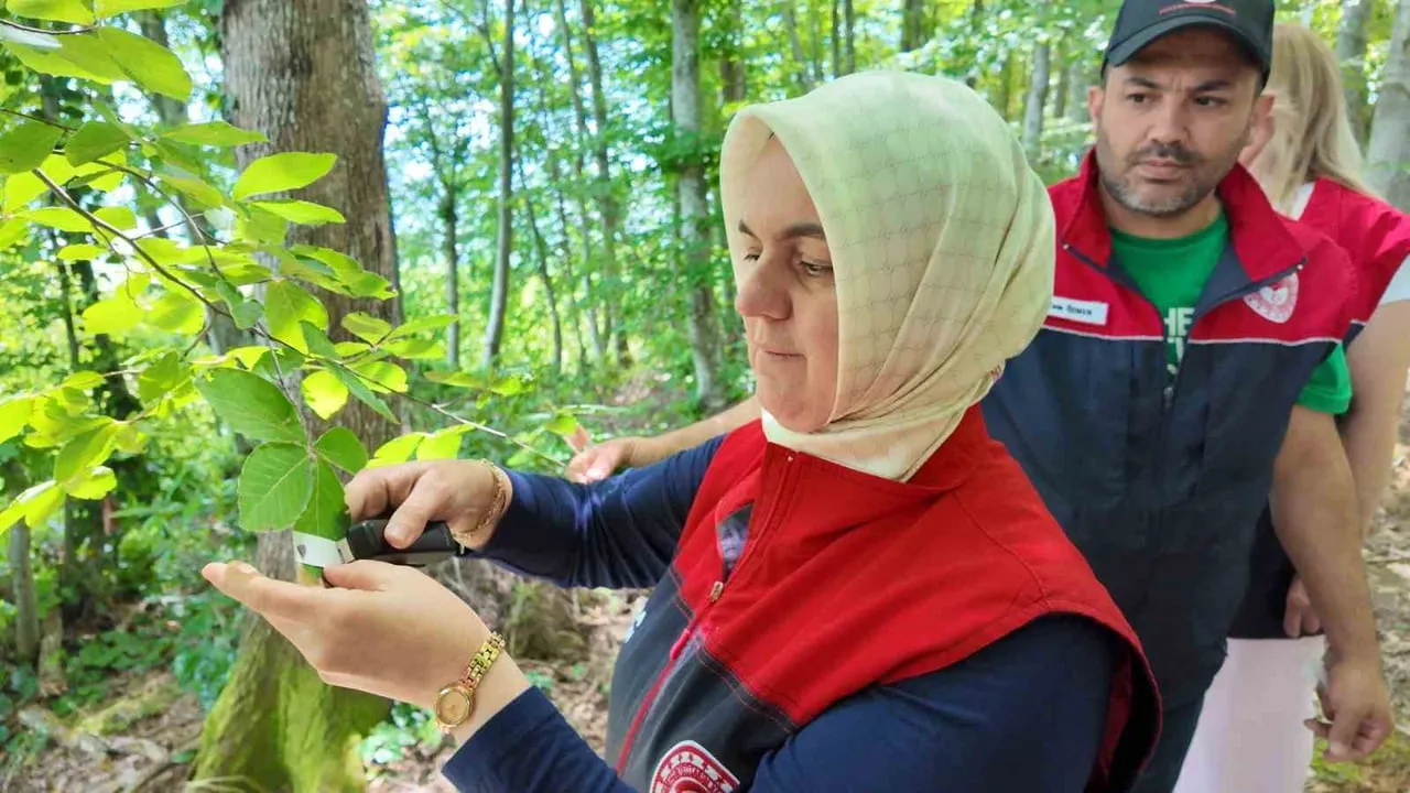 Samuray arıları doğaya salındı, kahverengi kokarca mücadelesi genişliyor