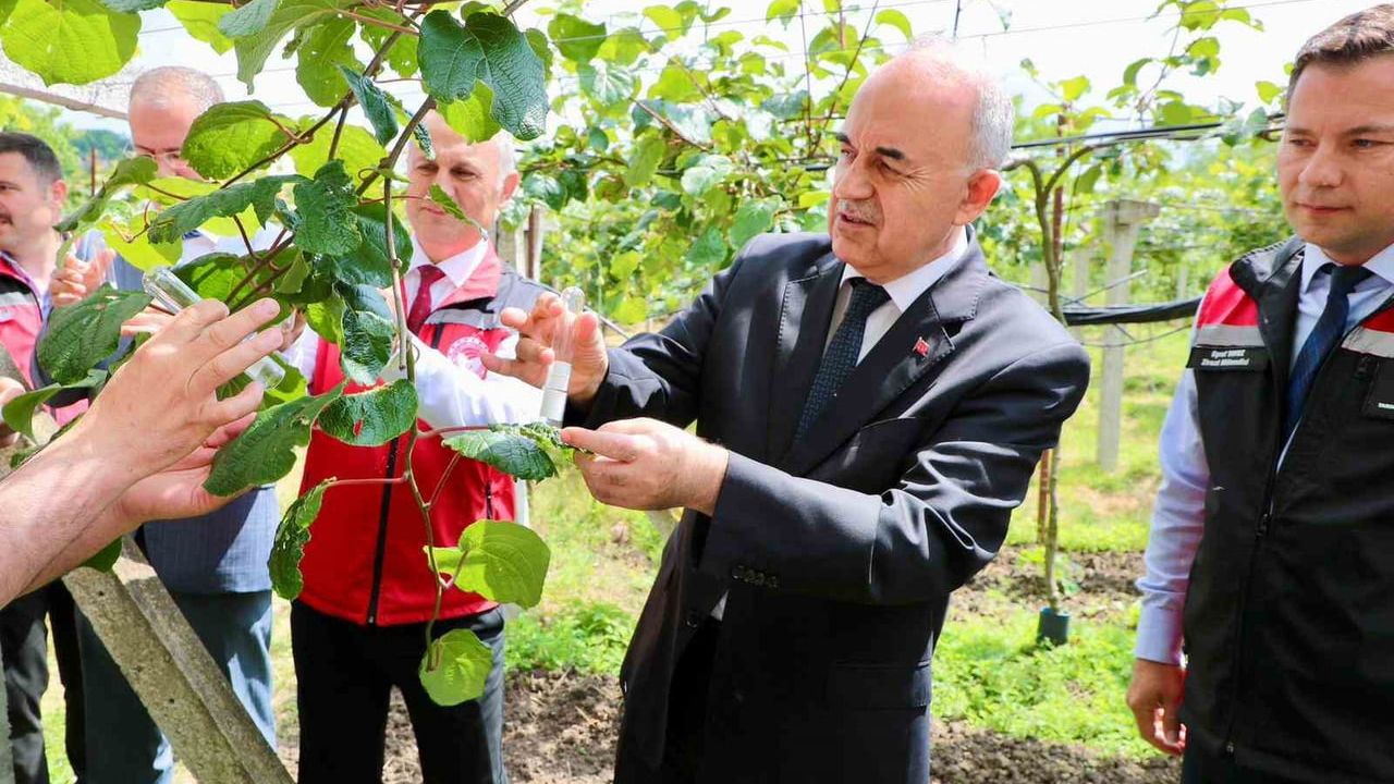 Samuray arıları kahverengi kokarca ile biyolojik mücadele için doğaya salınıyor