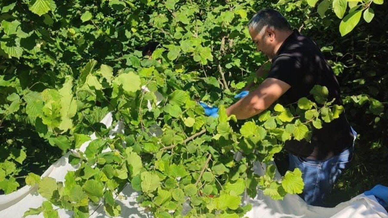 Samuray arısıyla kahverengi kokarca mücadelesi için kitlesel üretim sürüyor
