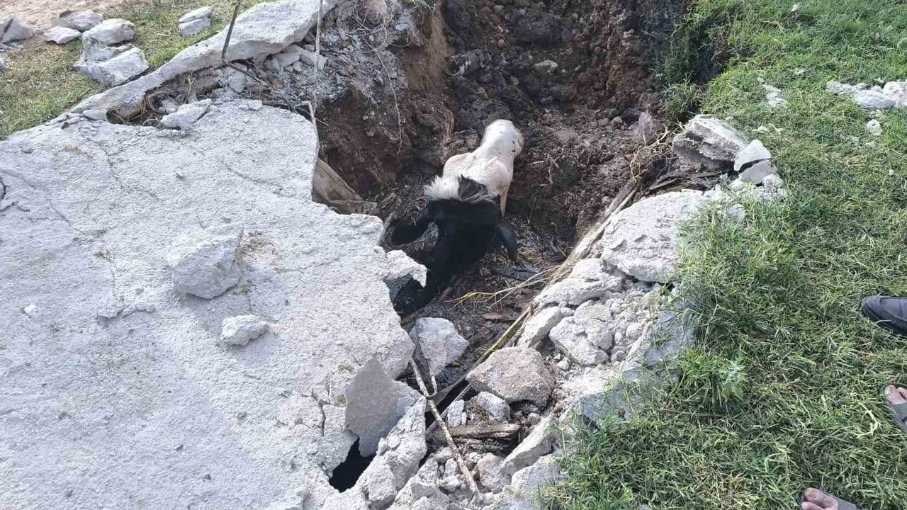 Şanlıurfa Akçakale'de foseptik çukuruna düşen inek itfaiye tarafından kurtarıldı