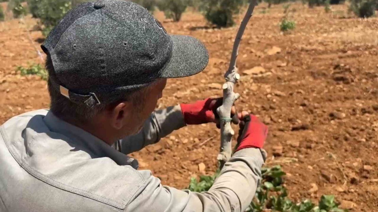 Şanlıurfa’da fıstık aşılama dönemi başladı