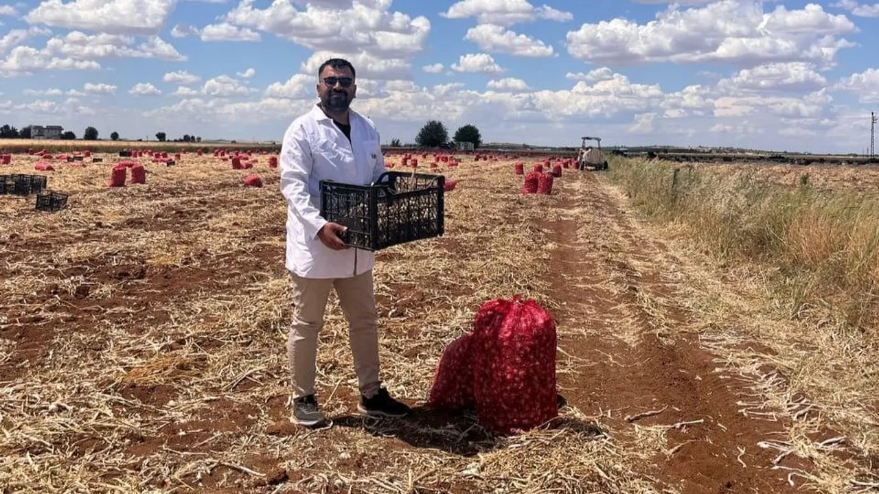 Şanlıurfa'da sarımsak hasadı 30 gündür devam ediyor