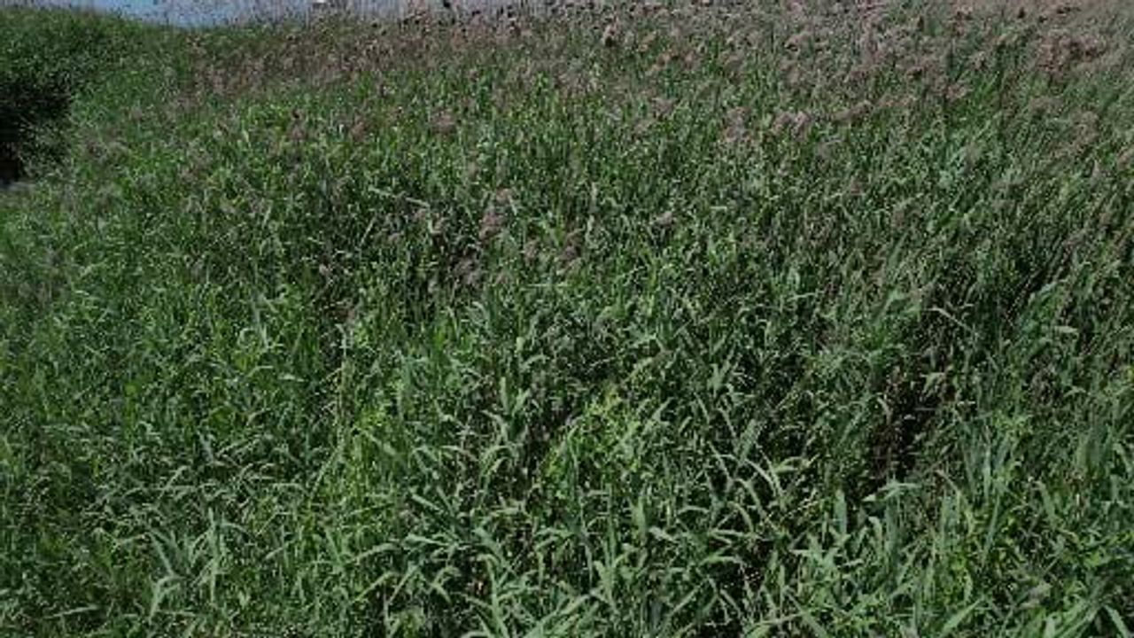 Sapanca Gölü riskli sınırı geçti; kuraklık tehlikesi sürüyor