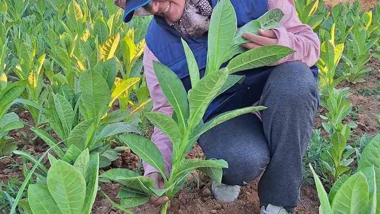 Sarıgöl’de tütün kırımı başladı
