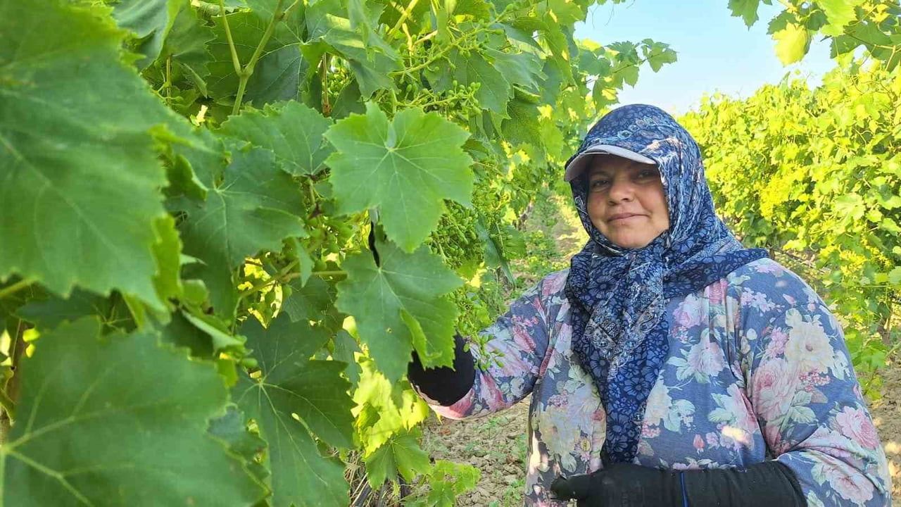 Sarıgöl’de üzüm bağlarında imece mesaisi