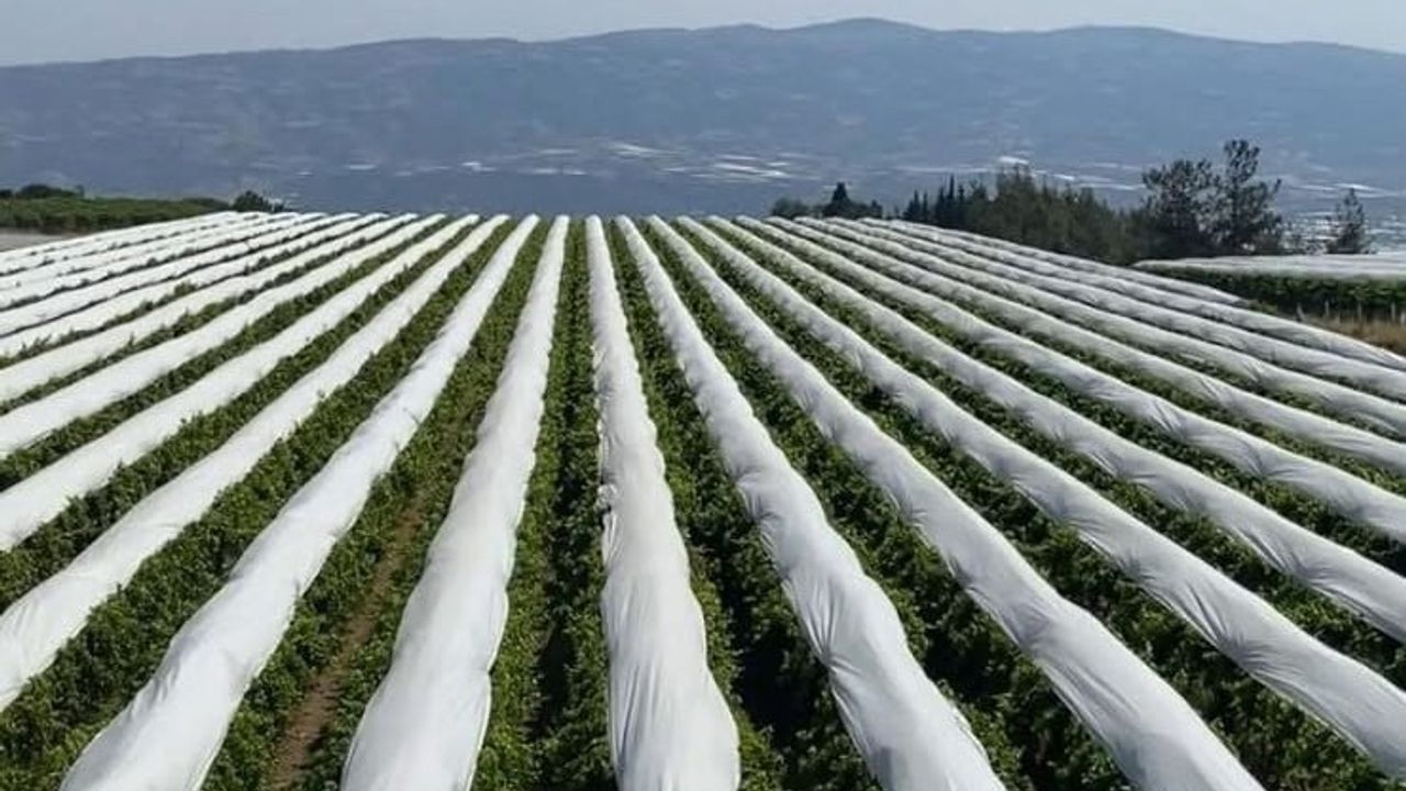 Sarıgöl Ovası hasada hazırlanıyor: Sultaniye bağları beyaz örtülerle korunuyor